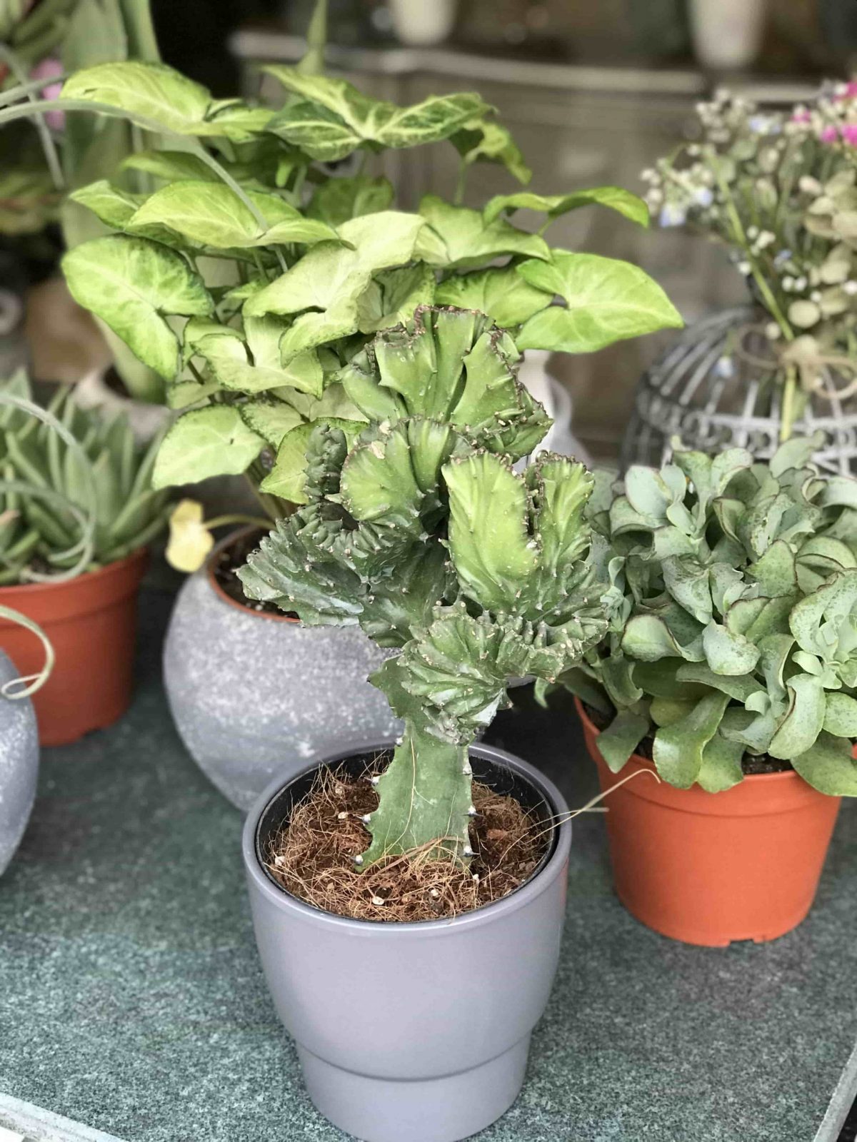 Euphorbia Kaktüs